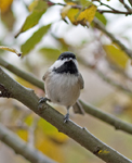 Black Capped Chickadee